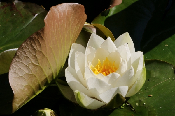 Blossom plant white flower Photo