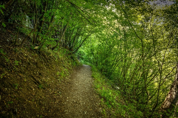 Landscape tree nature forest Photo