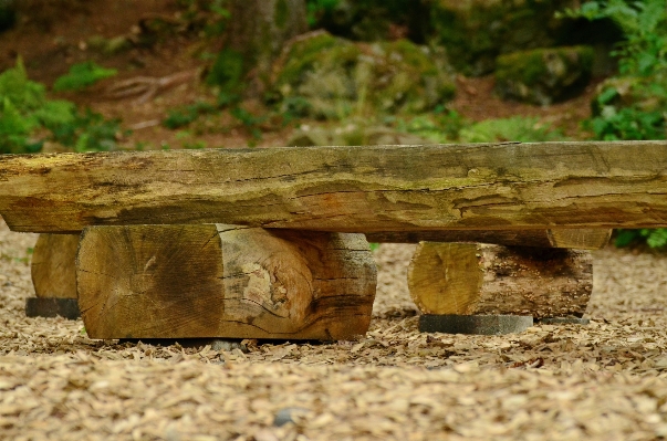 Baum natur wald anlage Foto