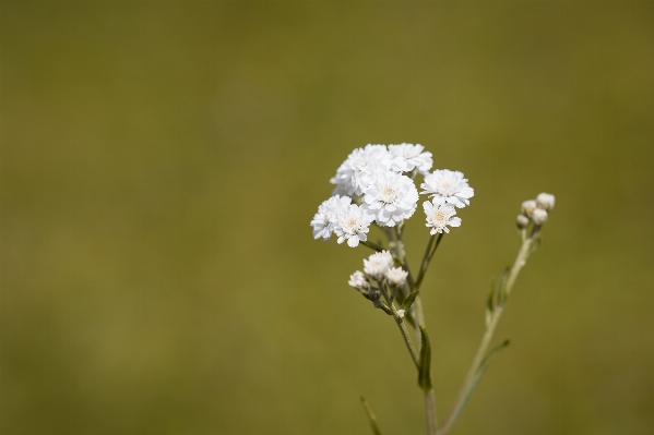 Nature grass branch blossom Photo