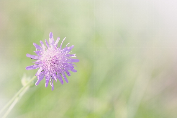 Nature blossom plant photography Photo