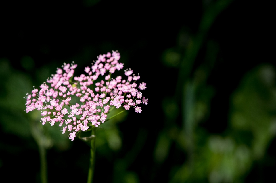 Natur blüte anlage fotografie