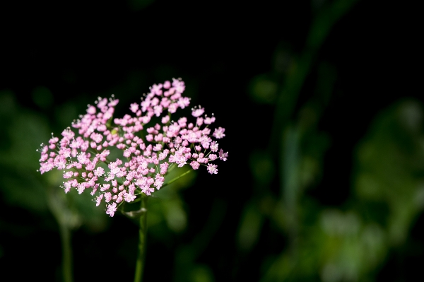 Nature blossom plant photography Photo