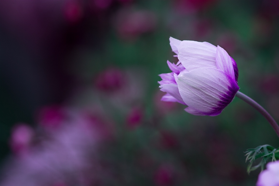 自然 花 植物 花弁