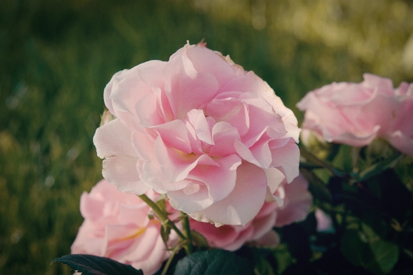 Nature blossom plant flower Photo