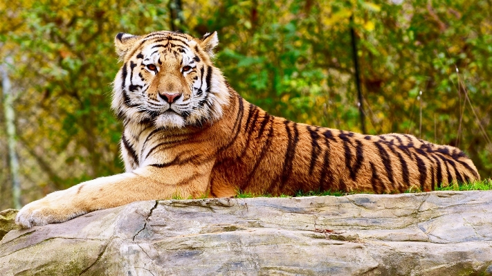 Foto Natura guardare animali selvatici zoo