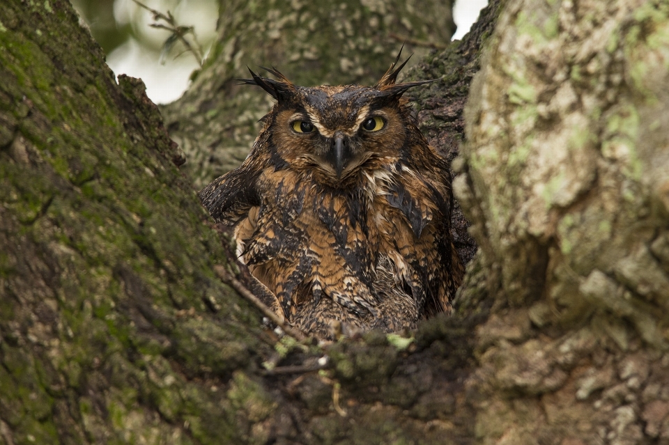 Tree nature bird looking