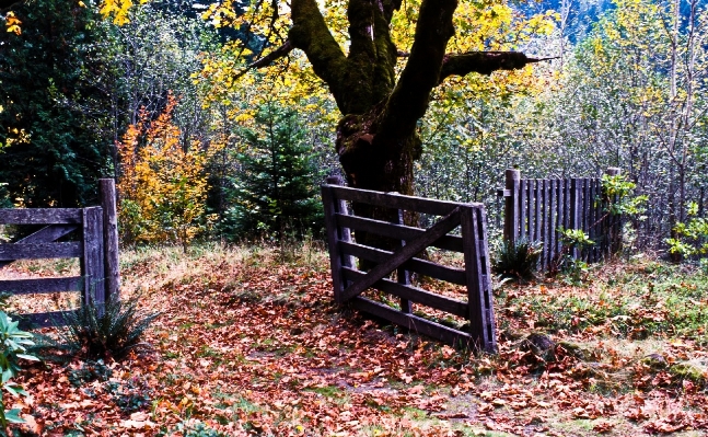 Tree nature path grass Photo