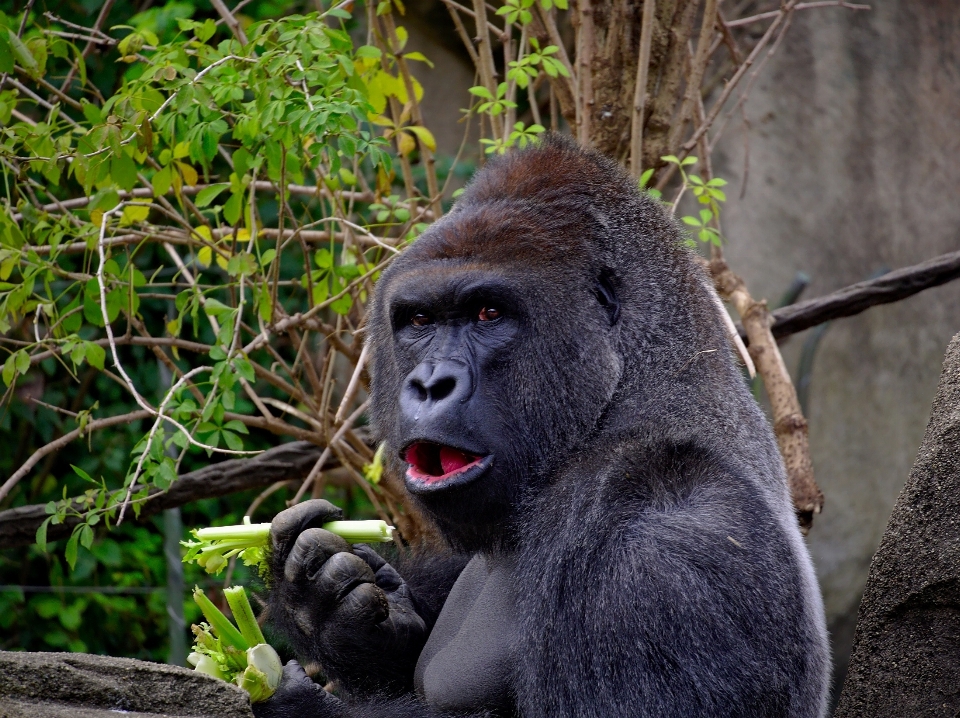 Natureza animal olhando animais selvagens