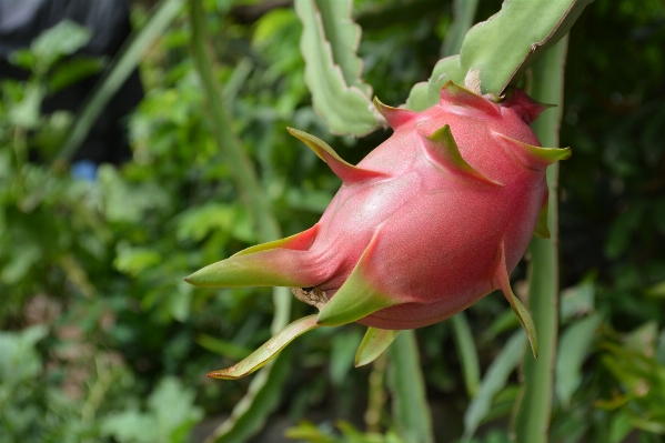 Plant flower botany flora Photo