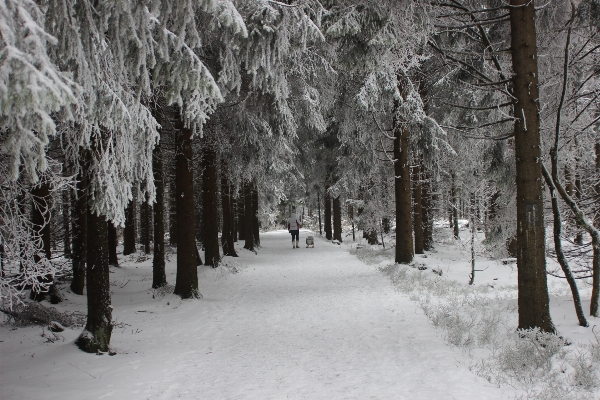 Tree forest branch snow Photo