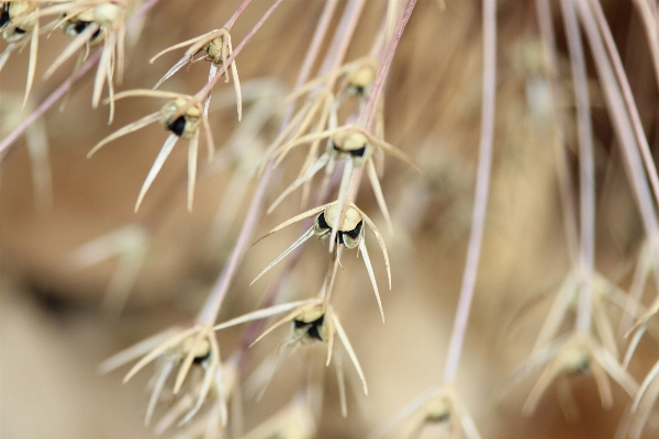 Nature grass branch blossom Photo