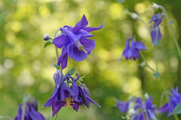 Nature outdoor blossom plant Photo