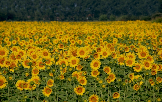 Landscape nature outdoor blossom Photo