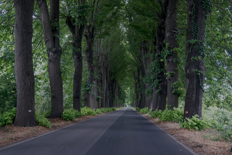 Landschaft baum natur wald