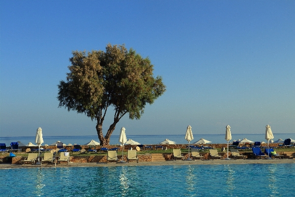 Beach sea coast tree Photo