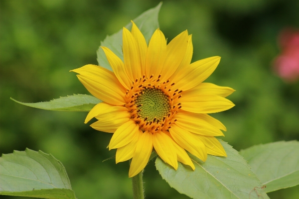 Foto Plantar flor pétala verão