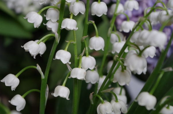 Blossom plant flower spring Photo