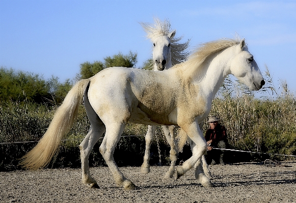 White pasture horse mammal Photo