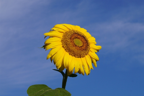 Nature blossom plant sky Photo