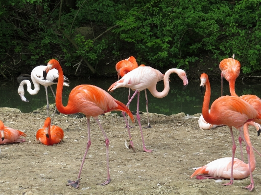 Foto Naturaleza pájaro ambiente zoo