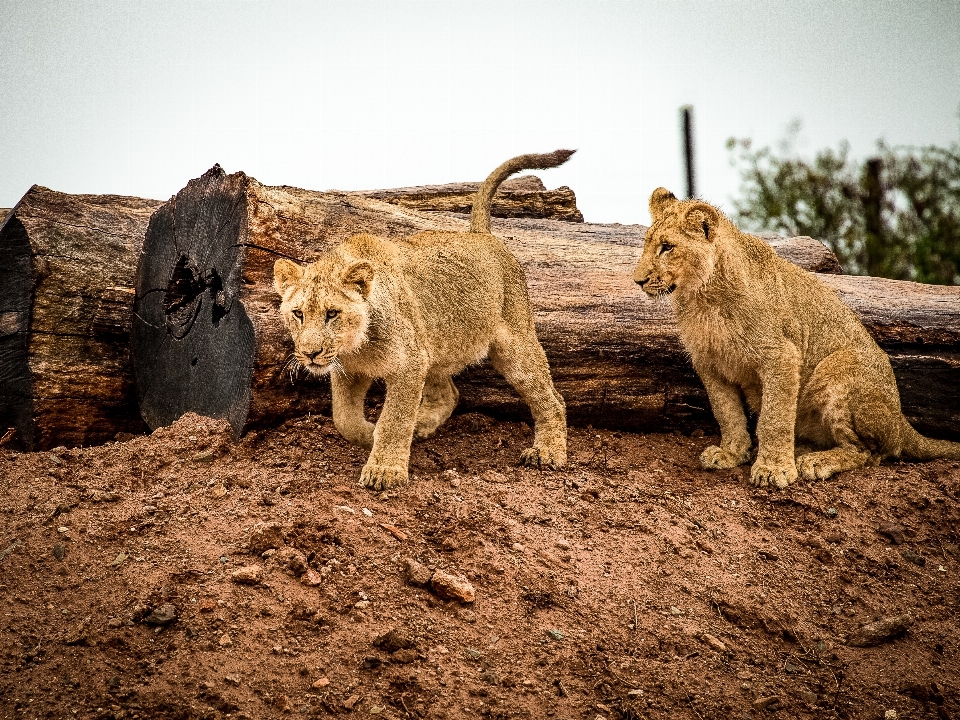 Animal wildlife zoo youth