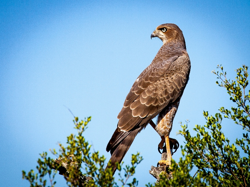 鳥 羽 動物 野生動物