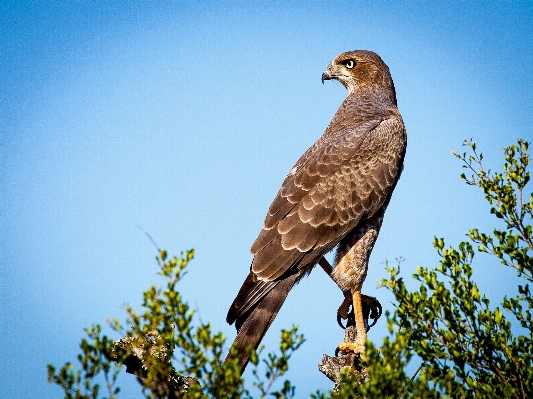 Foto Burung sayap satwa margasatwa