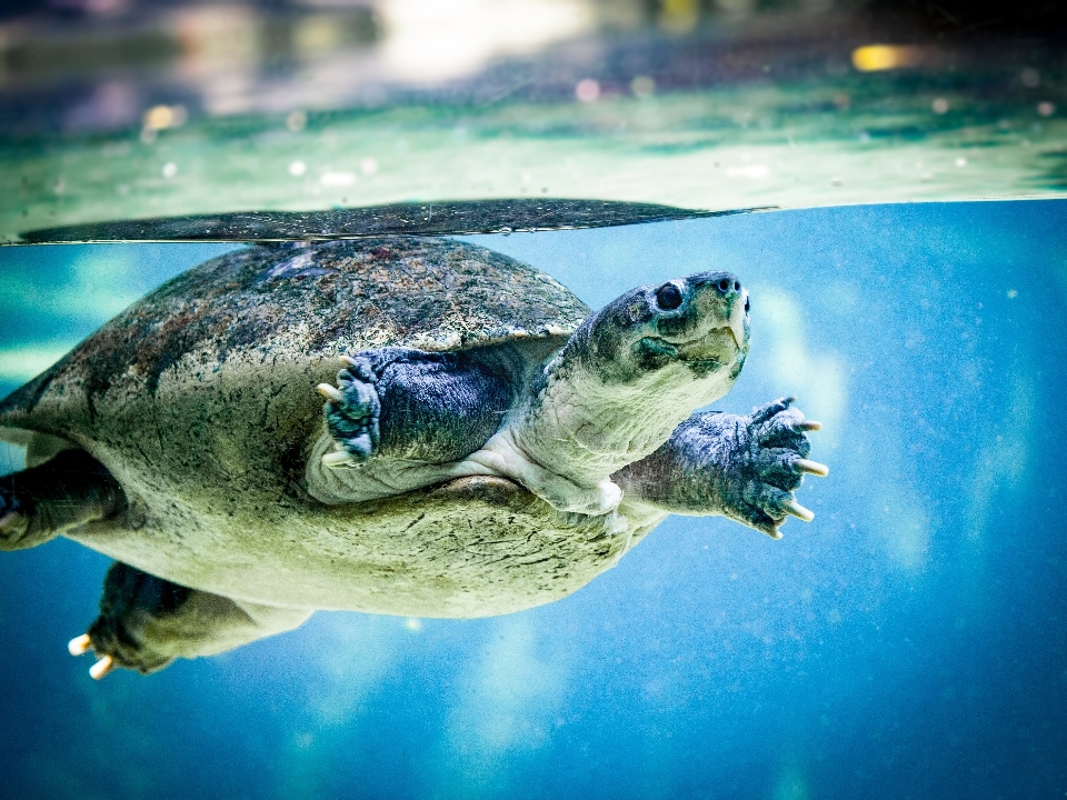 Wasser unter schwimmen zoo