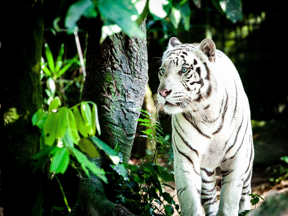 Natureza animais selvagens jardim zoológico verde