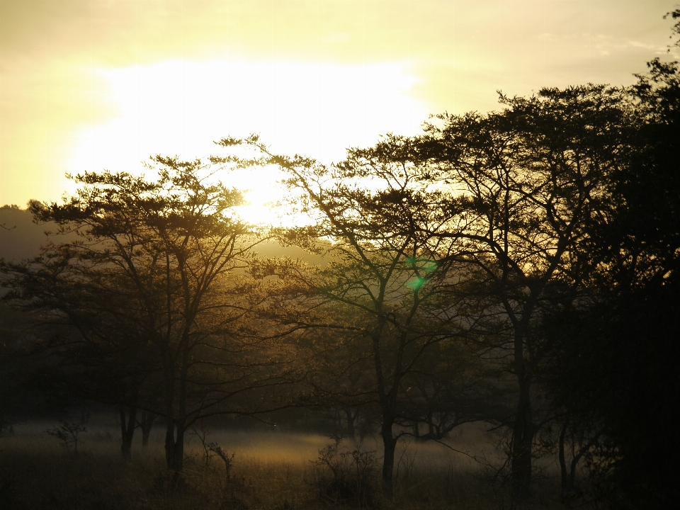 Landscape tree nature forest