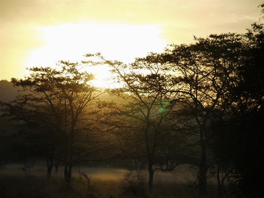 Landscape tree nature forest Photo