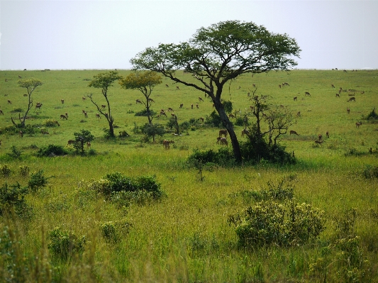 Landscape tree grass marsh Photo