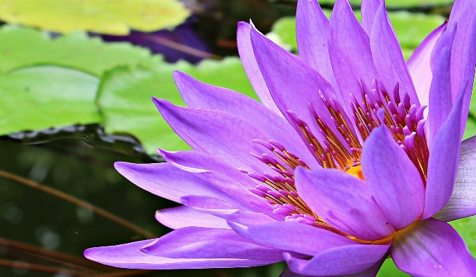 水 自然 开花 植物 照片