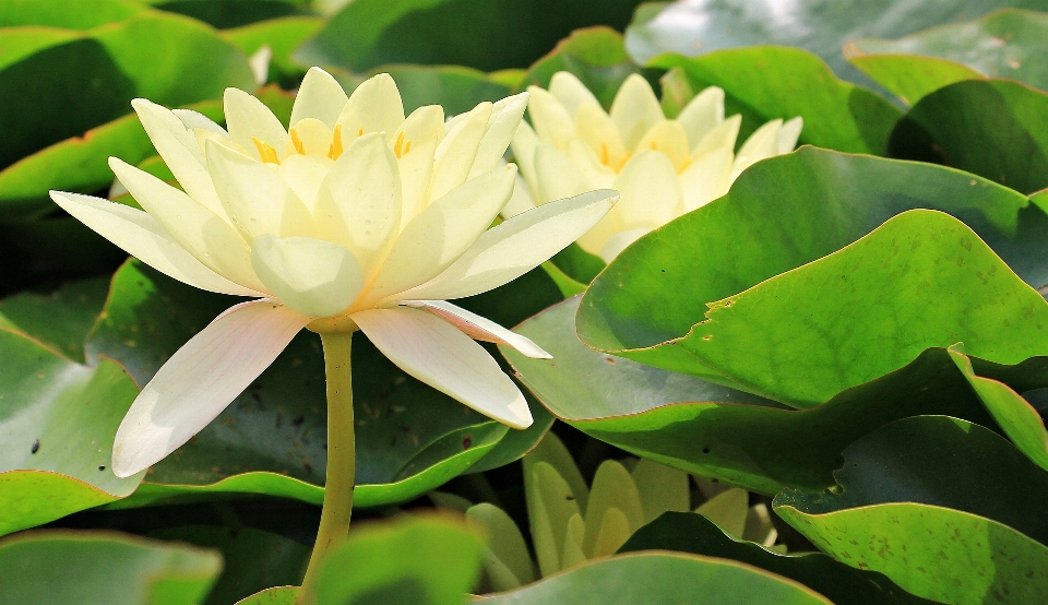 Nature blossom plant leaf