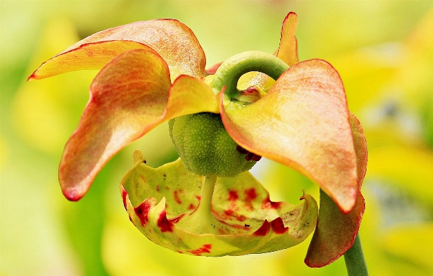 Branch blossom plant photography Photo