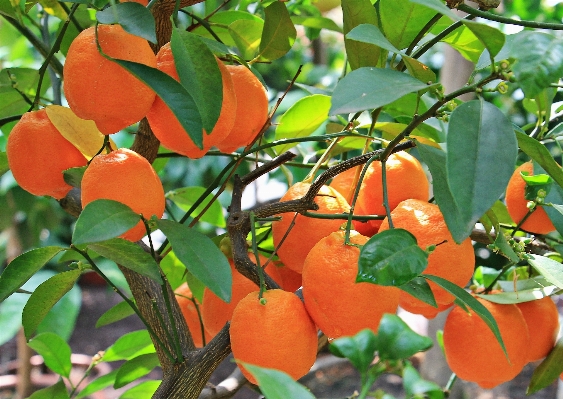 Tree nature branch plant Photo