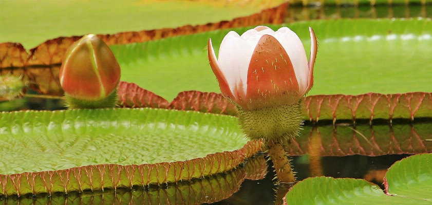 水 自然 花 植物 写真