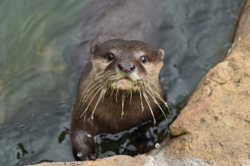 Eau humide animal rivière