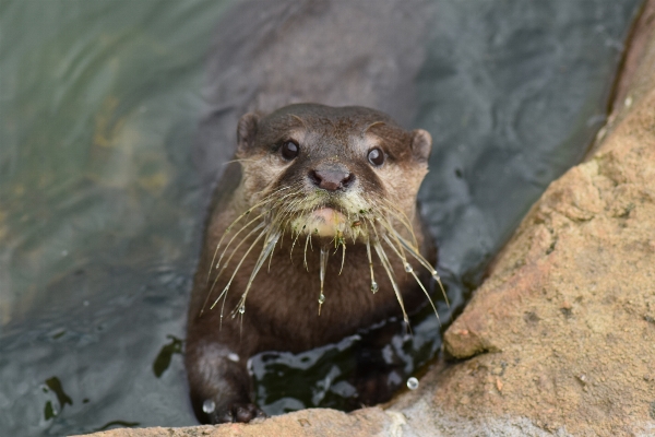 水 濡れた 動物 川 写真