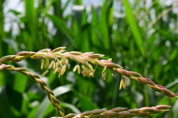 Tree grass branch plant Photo