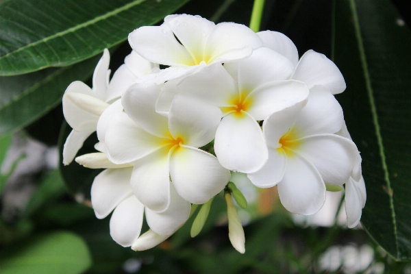 Nature blossom plant white Photo