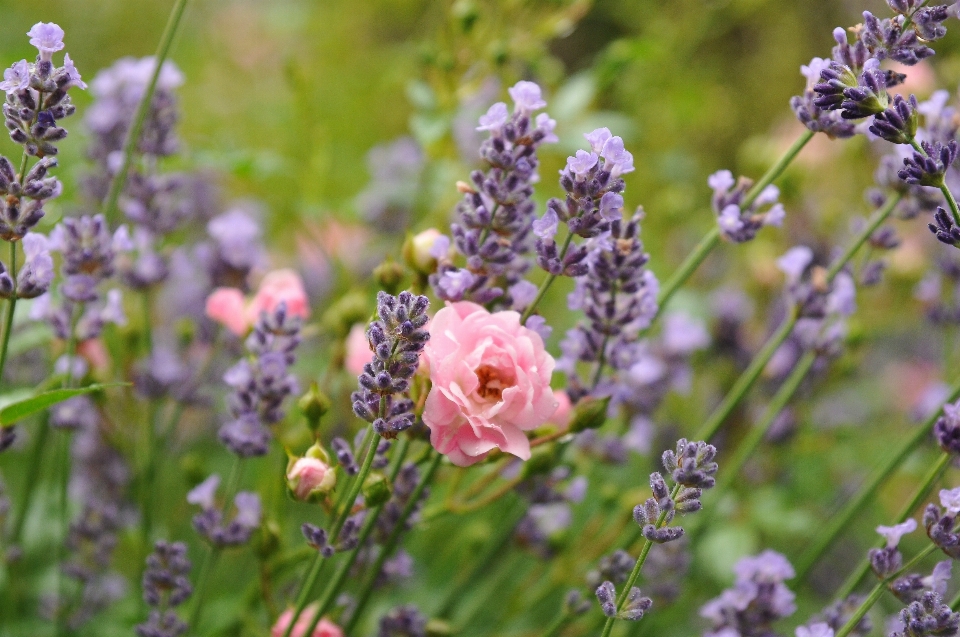 Blossom plant meadow flower