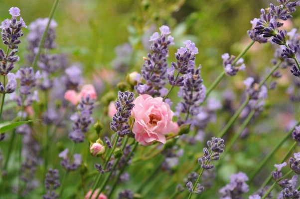 Blossom plant meadow flower Photo