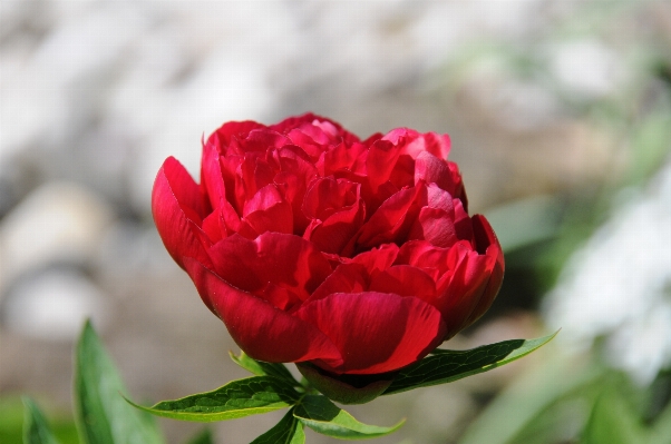 Natur blüte anlage blume Foto