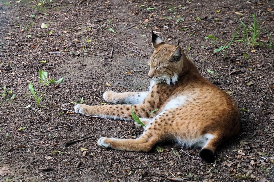 Naturaleza animal fauna silvestre zoo