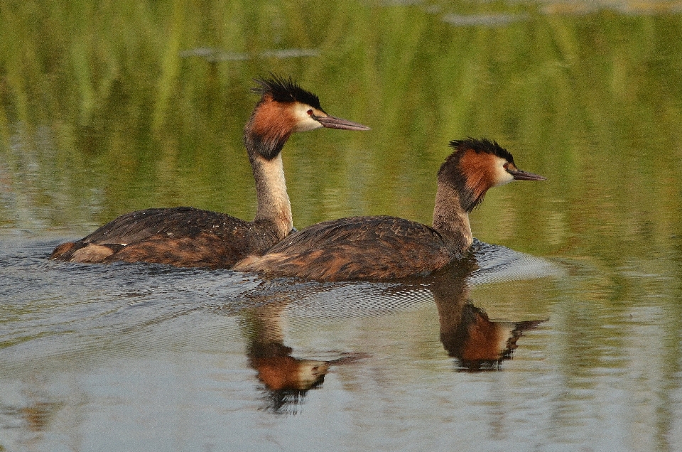 Air alam burung margasatwa