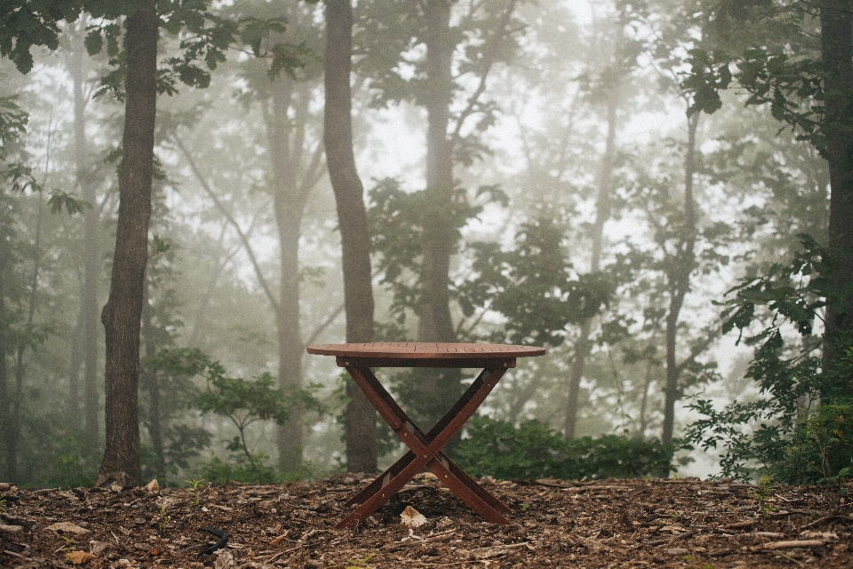 Table landscape tree nature