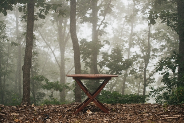 Table landscape tree nature Photo