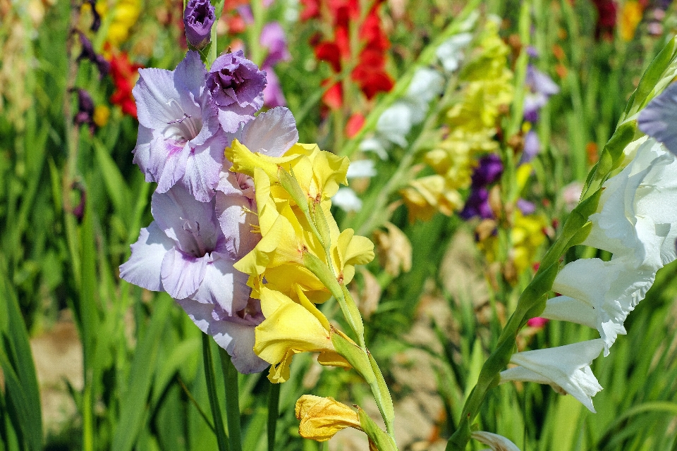 Tanaman bunga botani
 penuh warna